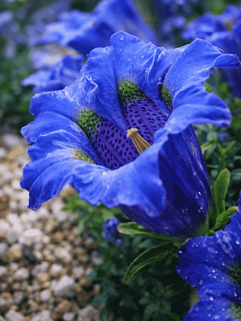 Горечавка динарская