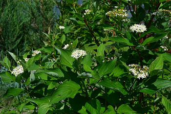 Дерен белый Сибирика