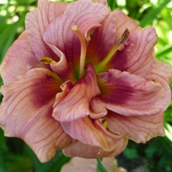 Лилейник гибридный Джаст Май Сайз