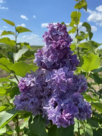 Сирень обыкновенная Андрюша Громов