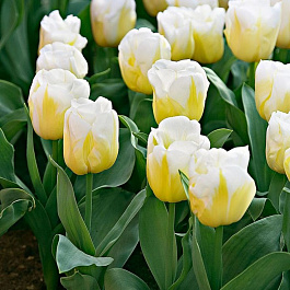 Тюльпан Триумф Калгари Флеймз