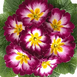 Примула Hethor Purple Flame