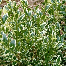 Самшит вечнозеленый Aureovariegata