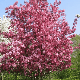 Яблоня декоративная Rudolph