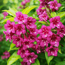 Вейгела гибридная Looymansii Aurea