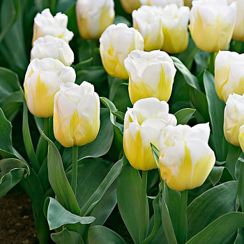 Тюльпан Триумф Калгари Флеймз