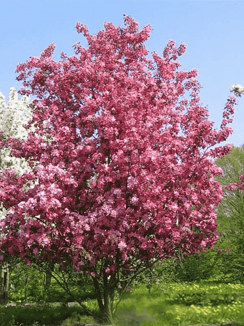 Яблоня декоративная Rudolph