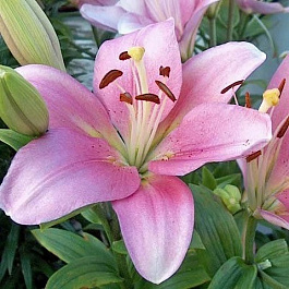 Лилия лонгифлорум Дольчетто