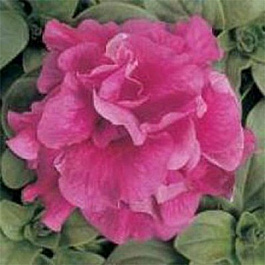 Петуния махровая Дуо Роуз