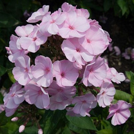 Флокс метельчатый Пинки Хилл