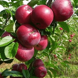Яблоня Спартан