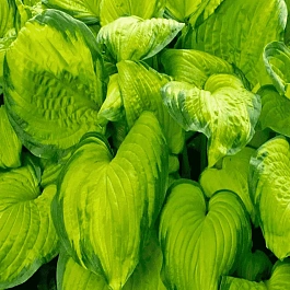 Хоста Stained Glass