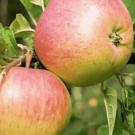 Яблоня Фрегат
