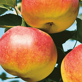 Яблоня Яблочный спас