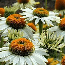Эхинацея пурпурная Саммер Сальса
