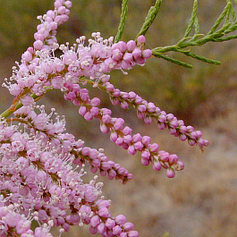 Тамарикс пятитычинковый Рубра