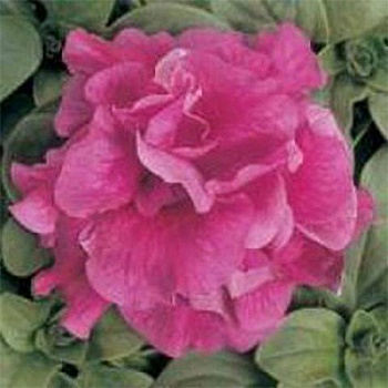 Петуния махровая Дуо Роуз