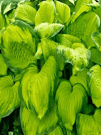 Хоста Stained Glass