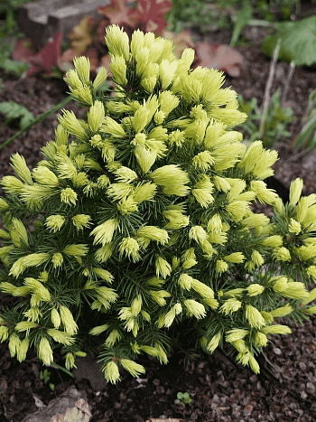 Ель канадская Rainbow's Еnd