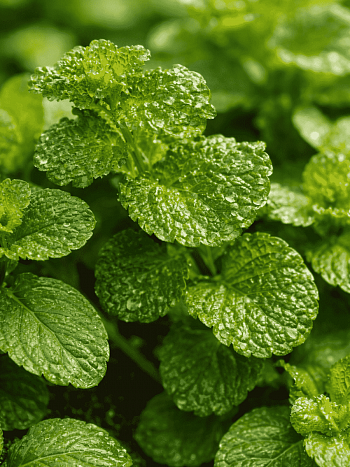 Мята кудрявая Crispa