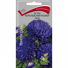 Астра королевский размер Синяя