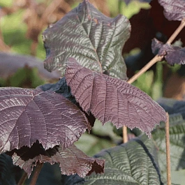 Фундук Rotblattrige Zellernuss