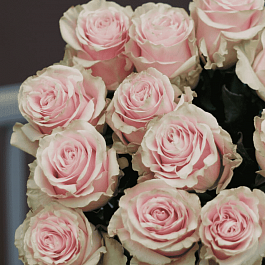 Роза чайно-гибридная  Pink Mondial