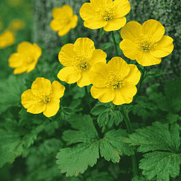 Вальдштейния тройчатая Forrest Sun