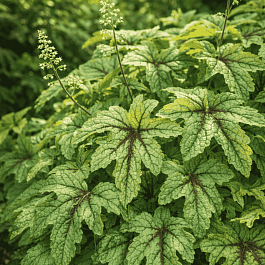 Гейхерелла Kimono