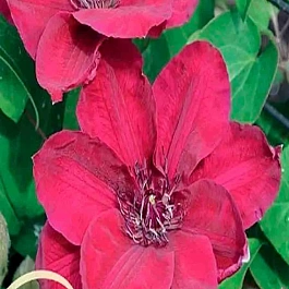 Клематис  Zosia