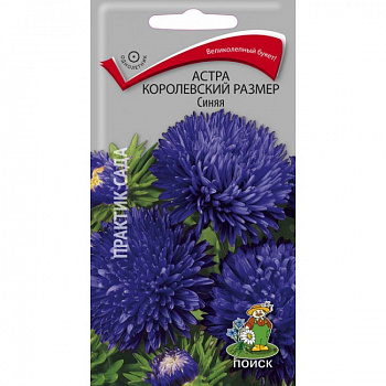Астра королевский размер Синяя