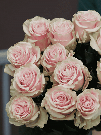 Роза чайно-гибридная  Pink Mondial