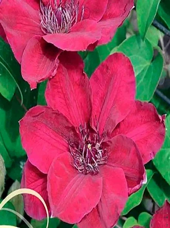 Клематис  Zosia