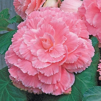 Бегония Клубневая Picotee Lace pink