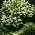 Гортензия метельчатая  Unique