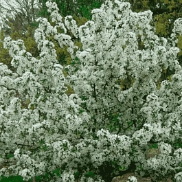 Яблоня декоративная Бесприданница