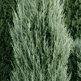 Можжевельник скальный Blue ivory