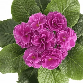 Примула махровая Hethor Petticote Lilak