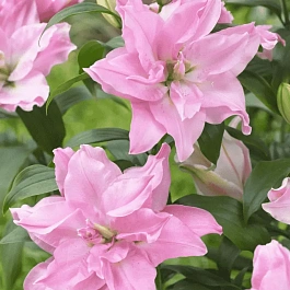 Лилия Roselily Editha