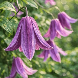 Клематис Fairy slippers