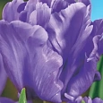 Тюльпан Blue Parrot