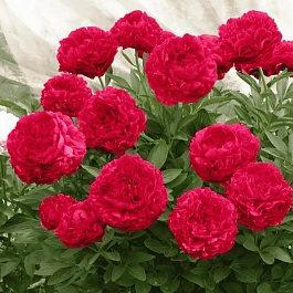 Пион Молочноцветковый Carol