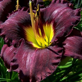 Лилейник гибридный Супер Пепл