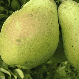 Груша Памяти Жегалова