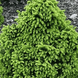 Ель обыкновенная Barryi