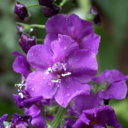 Коровяк фиолетовый Виолетта