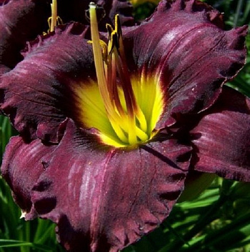 Лилейник гибридный Супер Пепл