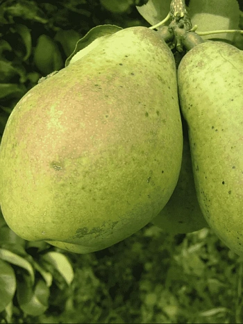 Груша Памяти Жегалова