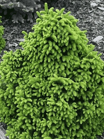 Ель обыкновенная Barryi