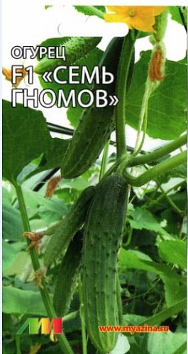 Огурец  Семь гномов F1
